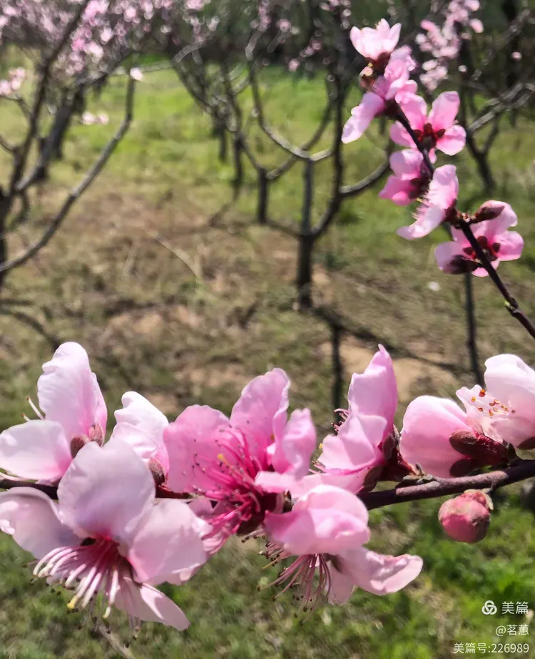 山寺桃花始盛开